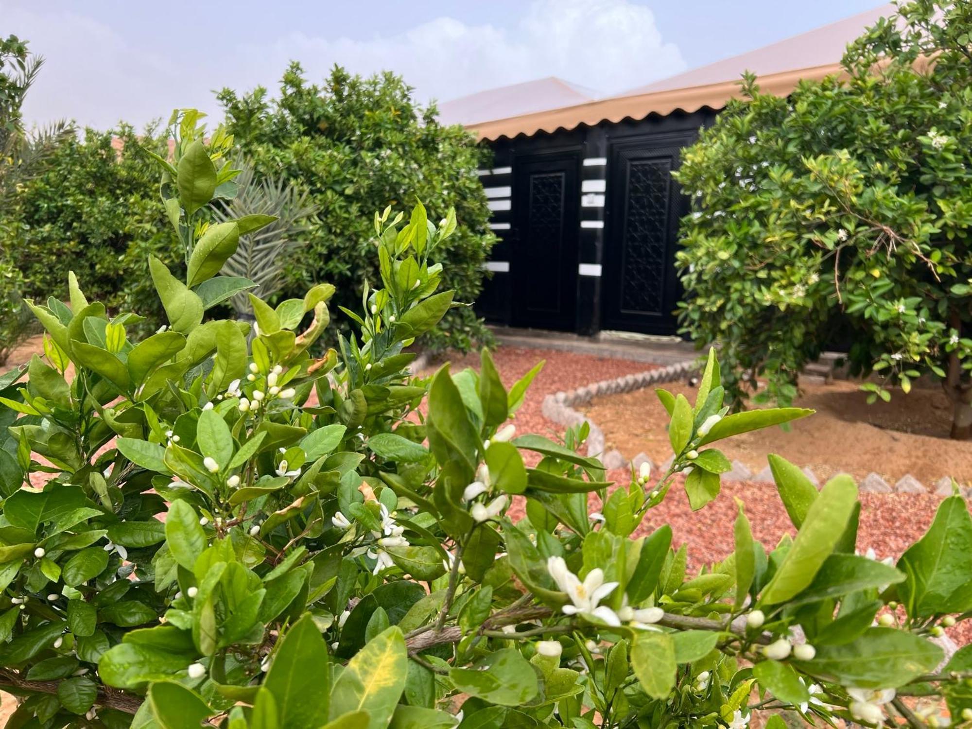 مزرعةبرتقالorange Farm * Al Ula