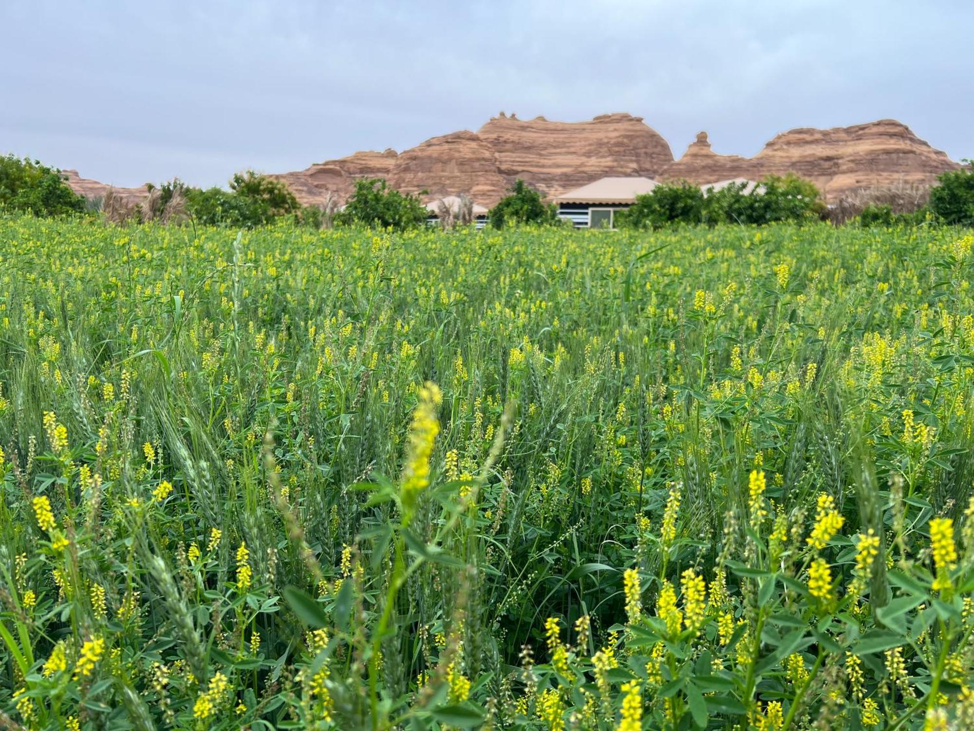 مزرعةبرتقالorange Farm * Al Ula