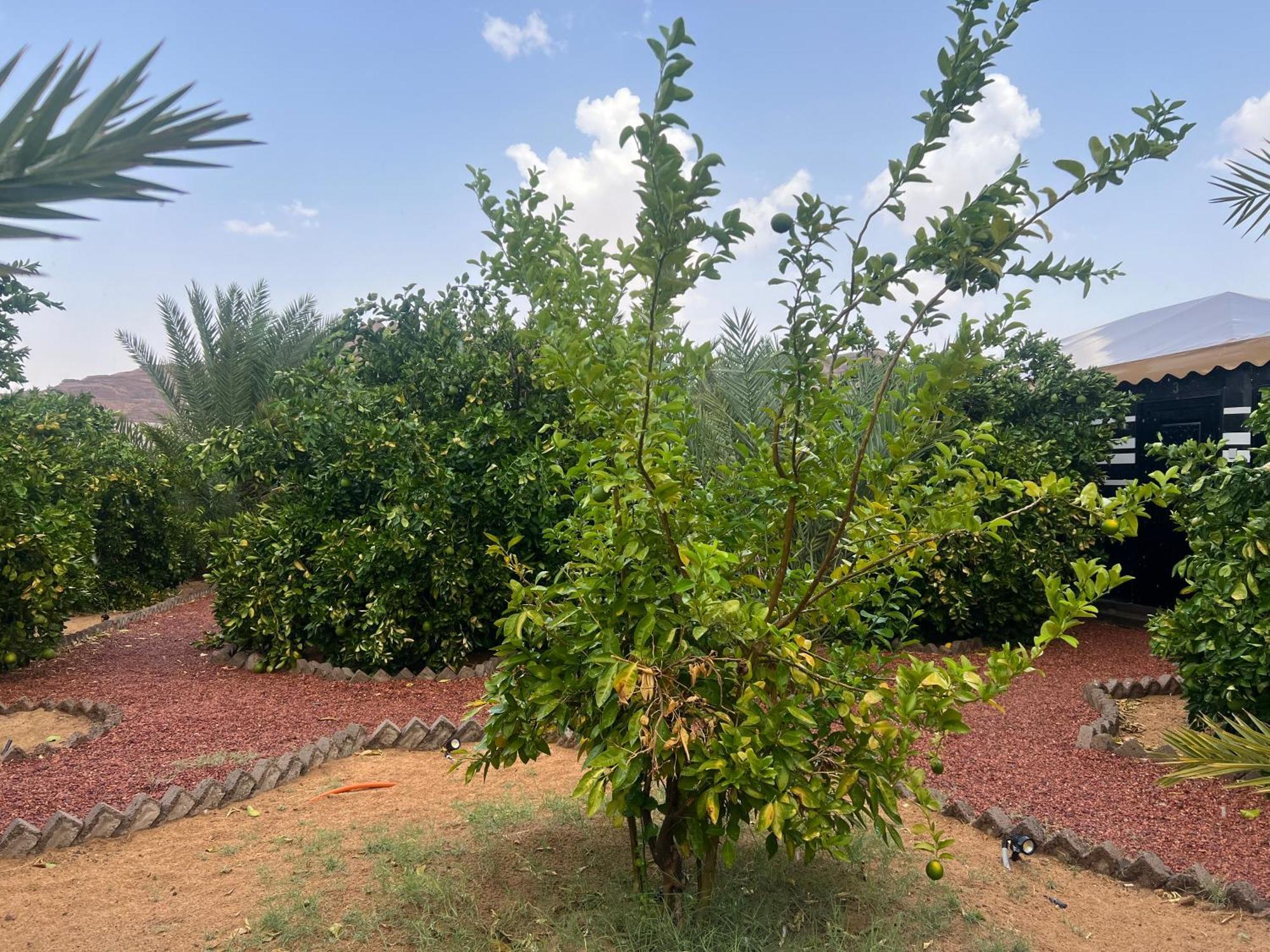 Apartment مزرعةبرتقالorange Farm *